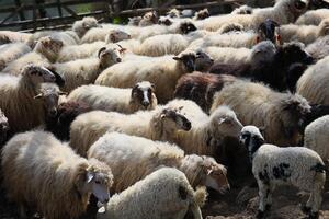 une troupeau de mouton sont pâturage dans une champ photo