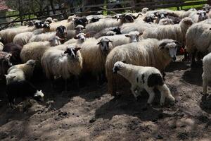 une troupeau de mouton sont permanent dans une champ photo