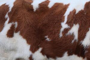 une vaches fourrure est marron et blanc photo