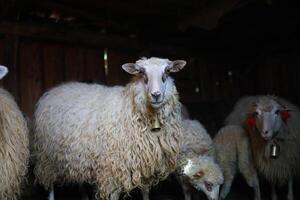 une groupe de mouton sont permanent dans une Grange photo