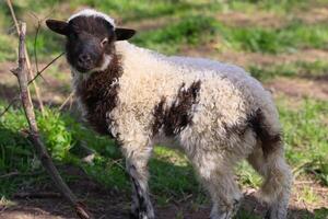 une petit mouton avec marron et blanc taches des stands dans une herbeux champ photo