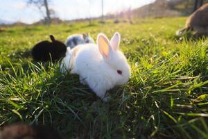 une blanc lapin est permanent dans une champ de herbe photo