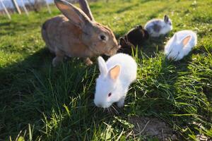 une groupe de lapins sont pâturage dans une herbeux champ photo