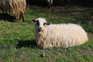 une mouton est pose vers le bas dans une champ photo