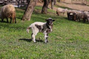 une bébé mouton des stands dans une champ avec autre mouton photo