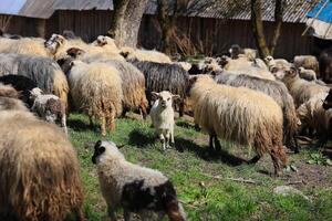 une troupeau de mouton sont pâturage dans une champ photo