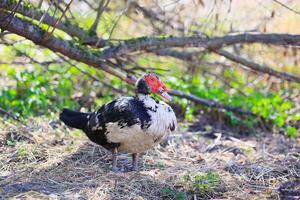 une canard est permanent dans le herbe avec ses tête en haut photo