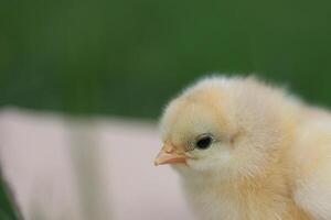 une bébé poussin est à la recherche à le caméra photo