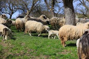 une troupeau de mouton sont pâturage dans une champ photo