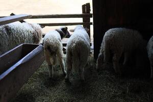 une groupe de mouton sont en mangeant foins dans une Grange photo