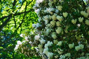 arbre avec blanc fleurs dans Floraison photo