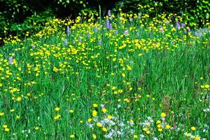 vibrant Prairie avec Jaune fleurs sauvages et vert herbe photo