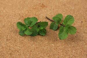 menthe feuille. Frais menthe sur en bois tableau. photo