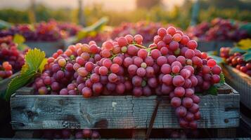 proche en haut de une Caisse de les raisins photo