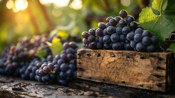 les raisins sur en bois Caisse photo