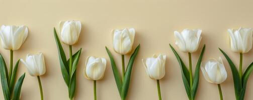 groupe de blanc tulipes arrangé dans une cercle photo