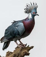 victoria couronné Pigeon permanent sur le racine dans le studio photo