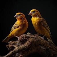 une couple de Jaune canari permanent dans studio isolé sur foncé Contexte photo