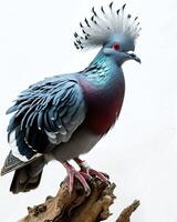 victoria couronné Pigeon permanent sur le racine dans le studio photo
