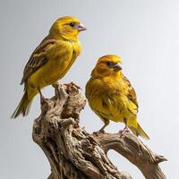 une couple de Jaune canari permanent dans studio isolé sur blanc photo