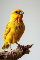 canari oiseau isolé sur blanc photo