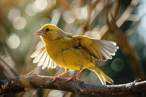 canari oiseau isolé sur blanc photo