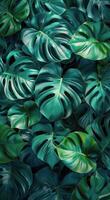 luxuriant vert monstera feuilles proche en haut photo