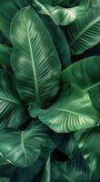 luxuriant vert tropical feuilles proche en haut photo