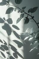 ombre de une plante sur une mur photo