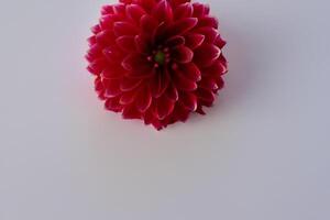 magnifique rouge fleur sur blanc Contexte maquette capturer le intemporel élégance de floral simplicité photo