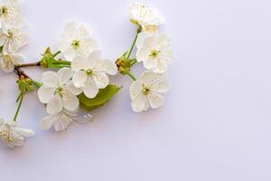 éthéré fleur célébrer le beauté de blanc Cerise fleurir, la nature délicat floral symphonie photo