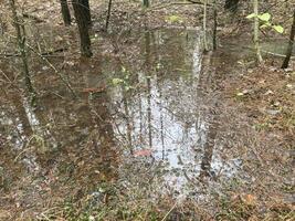 flaques d'eau et des lacs après pluie dans le forêt photo