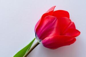 magnifique rouge tulipe beauté sur Vide papier, capturer intemporel élégance et vibrant charme, parfait pour artistique présentations et Créatif projets photo