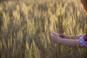 le chercheur est en utilisant sa mains à toucher le orge les plantes et observer le orge rendement et le santé de le les plantes à prendre Remarques et utilisation le Les données à conduite recherche à augmenter orge production. photo