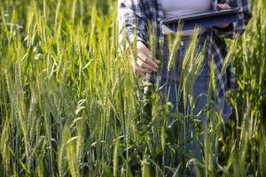 le chercheur est en utilisant sa mains à toucher le orge les plantes et observer le orge rendement et le santé de le les plantes à prendre Remarques et utilisation le Les données à conduite recherche à augmenter orge production. photo