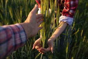 le chercheur est en utilisant sa mains à toucher le orge les plantes et observer le orge rendement et le santé de le les plantes à prendre Remarques et utilisation le Les données à conduite recherche à augmenter orge production. photo