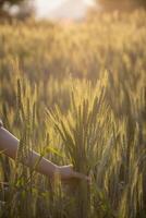 le chercheur est en utilisant sa mains à toucher le orge les plantes et observer le orge rendement et le santé de le les plantes à prendre Remarques et utilisation le Les données à conduite recherche à augmenter orge production. photo