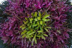 magnifiquement arrangé Contexte de feuilles est Naturel modèle de feuilles cette se produit par lui-même et Contexte images de feuilles sont aussi communément utilisé pour ajouter texte sur vide espace de le Contexte photo