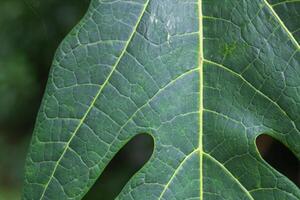 magnifiquement arrangé Contexte de feuilles est Naturel modèle de feuilles cette se produit par lui-même et Contexte images de feuilles sont aussi communément utilisé pour ajouter texte sur vide espace de le Contexte photo