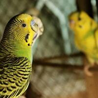 perroquets sont connu comme un de le plus intelligent des oiseaux. photo
