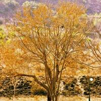 une arbre est une grand plante cette pouvez vivre une très longue temps. photo