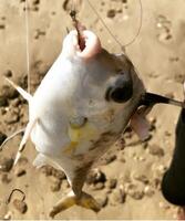 poisson sont souvent pris comme faune de le Naturel environnement. photo