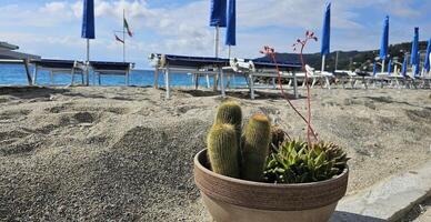 pot de cactus et plantes succulentes sur le plage de une plage recours dans Italie dans juin photo