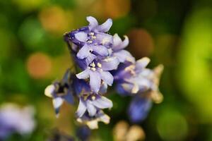 gros plan, de, fleurs violettes photo