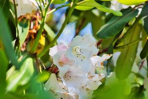 blanc rhododendron fleurs dans lumière du soleil photo