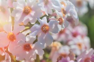 délicat blanc et rose fleurs dans lumière du soleil photo