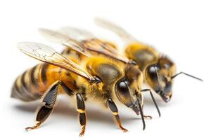 une groupe de mignonne les abeilles isolé sur une blanc Contexte photo