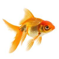 vibrant Orange poisson rouge nager gracieusement, isolé sur une blanc arrière-plan, idéal pour animal de compagnie se soucier concepts et chinois Nouveau année célébrations photo