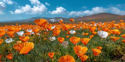 champ de Orange fleurs en dessous de bleu ciel photo