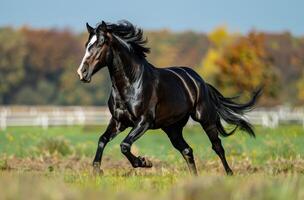 noir cheval galopant dans herbeux champ photo